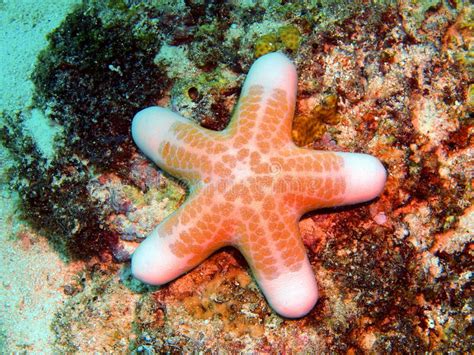 Starfish Stock Photo Image Of World Coral Tropic Animal 36362708
