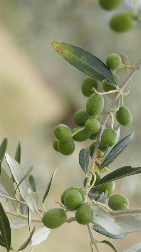 Online Crop Hd Wallpaper The Olives The Olive Tree Olive Grove