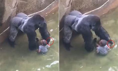 Cincinnati Zoo Video Shows Harambe The Gorilla Holding Hands With The