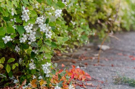 White Flowers Growing On The Side Of A Road Next To Leaves And Bushes