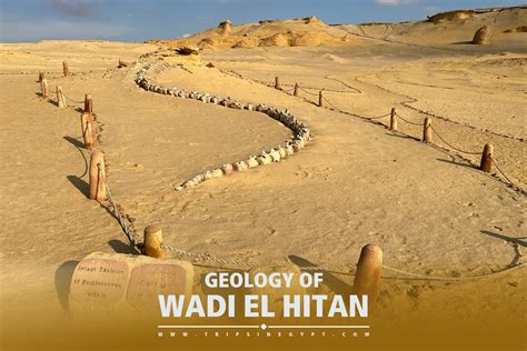 Wadi El Hitan Fossils Geogoly Valley Of The Whales History Wildlife