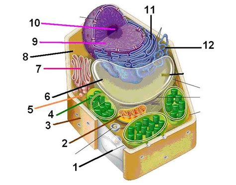 Learn the names of the organelles! Plant Cell Quiz