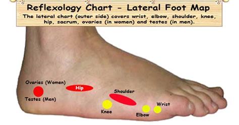 Foot Reflexology Chart Planter Dorsal Medial And Lateral Map