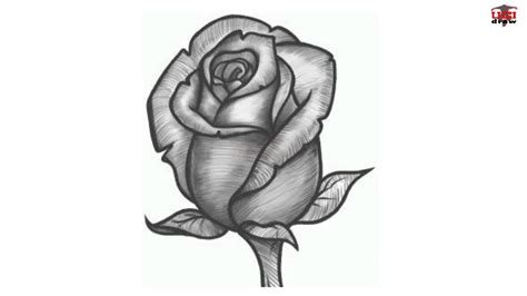 See the image for better perceptions. Rose Drawing Steps Beginners at PaintingValley.com ...