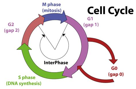 G Phase Cell Cycle Hot Sex Picture