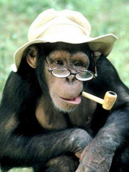 Free Funny Monkey Pictures On Funny Monkey Pictures