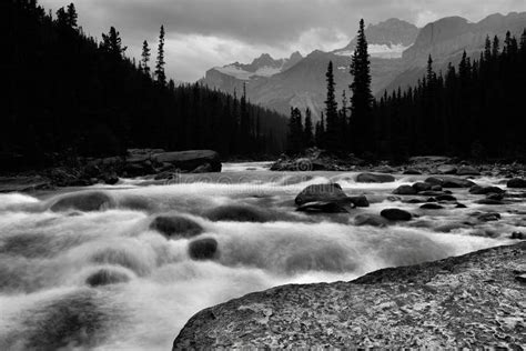 Mistaya River Banff National Park Stock Photo Image Of Evergreen