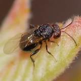Images of Oak Gall Wasp