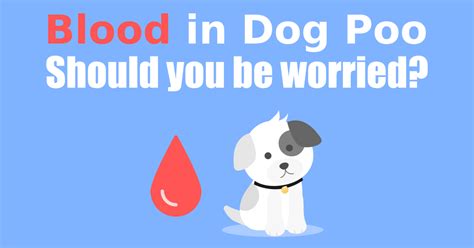 Blood In Dog Poop 21 Causes Of Blood In Your Dogs Poop