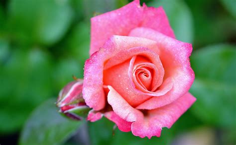 Gambar Menanam Daun Bunga Berkembang Berwarna Merah Muda Flora