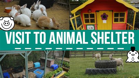 Visit To Animal Shelter (Wood Green) 