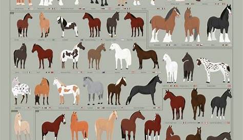 Horses: A Chart of Notable Breeds | Etsy