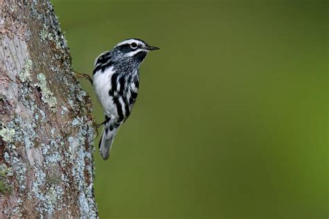 Black and white bird pictures. Black-and-white Warbler "Mniotilta varia" | Boreal ...