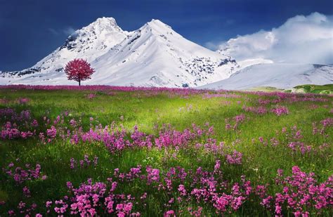 Breathtaking Calm Color Colorful Environment Exciting Flowers