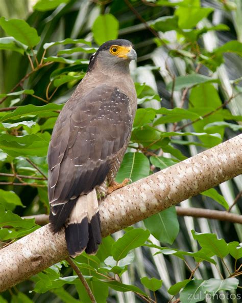Burung elang adalah burung yang gagah dengan mata tajam. Zul Ya - Birds of Peninsular Malaysia: Burung Helang ( Eagle )