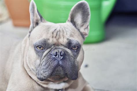 Adorable French Bulldog Face Stock Photo Image Of Grey Mammal 124115774