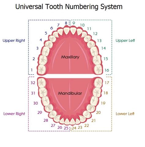 Dental Numbering Systems Dental Hygiene Student Dental Dental