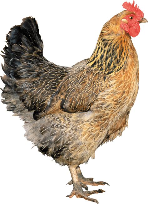 Download Chicken Png Image For Free