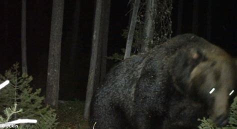 Night Vision Camera Reveals What It Looks Like When A Black Bear