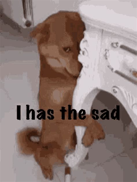 Sad Depressed  Sad Depressed Dog Temukan And Bagikan 