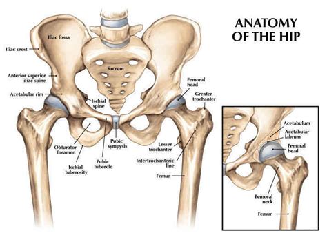 Muscles That Act On The Hip • Bodybuilding Wizard