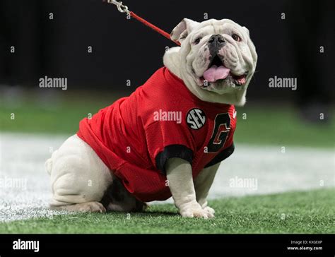 Georgia Bulldogs Mascot Hi Res Stock Photography And Images Alamy