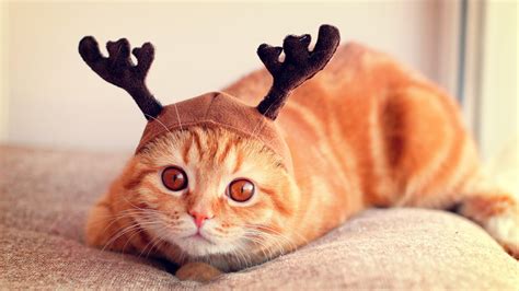 Yellow Cat Wear Cap Funny Wallpaper | HD Wallpapers