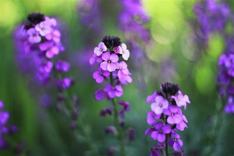 Vibrant Purple Spring Garden Flowers Photograph By Carmen Brown
