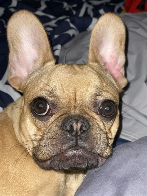 French bulldog information, how long do they live, height and weight, do they shed, personality traits, how much do they cost, common health issues. French Bulldog Puppies For Sale | Virginia Beach, VA #328767