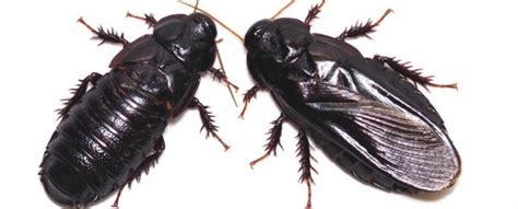 These Cockroaches Start Eating Each Other After Sex And Not Because