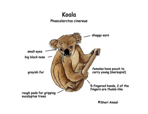 Characteristics Of Koala Bears Intsorts