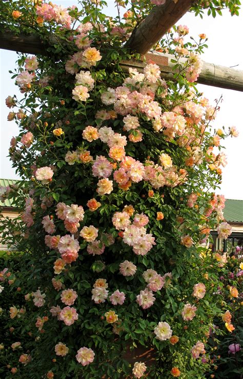 Phyllis Bide Rambler A Wonderful Pillar Rose Rose Garden