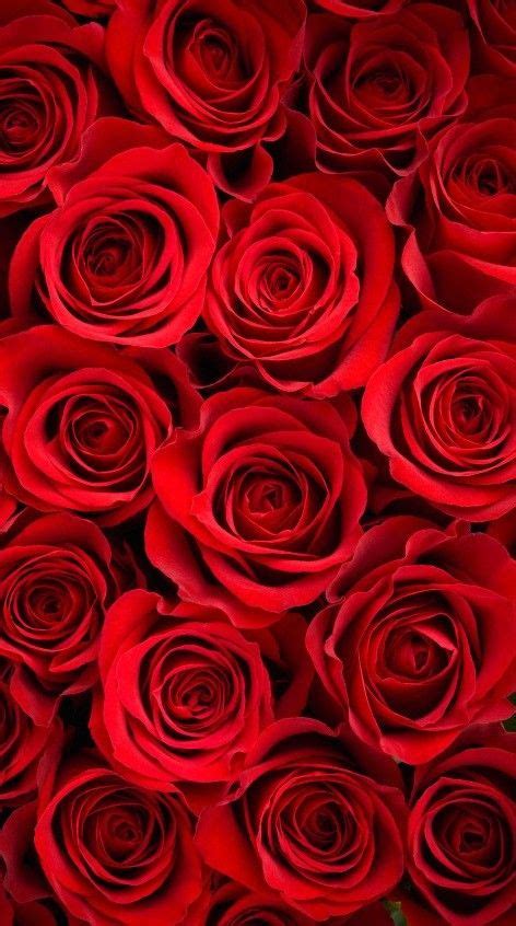 Red Rose Wallpaper Iphone X Red Roses Wallpaper Rose