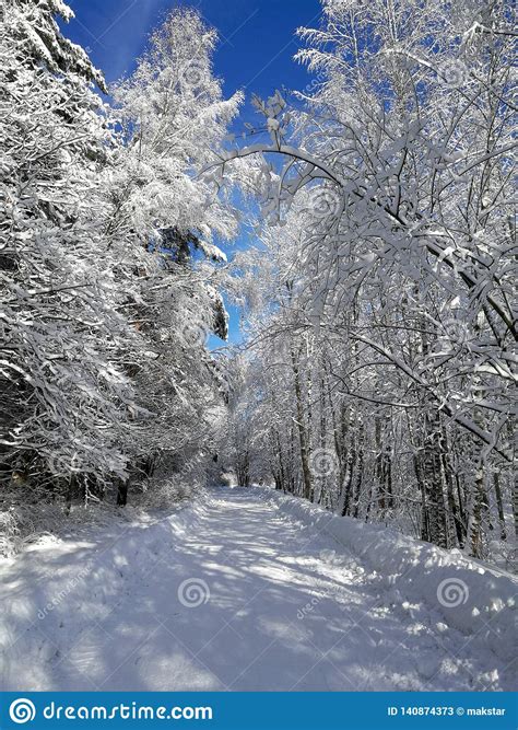 Sunny Winter Forest And Sky Stock Image Image Of Shadows