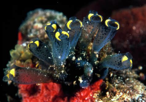 Sea Squirts Photograph By Matthew Oldfieldscience Photo Library