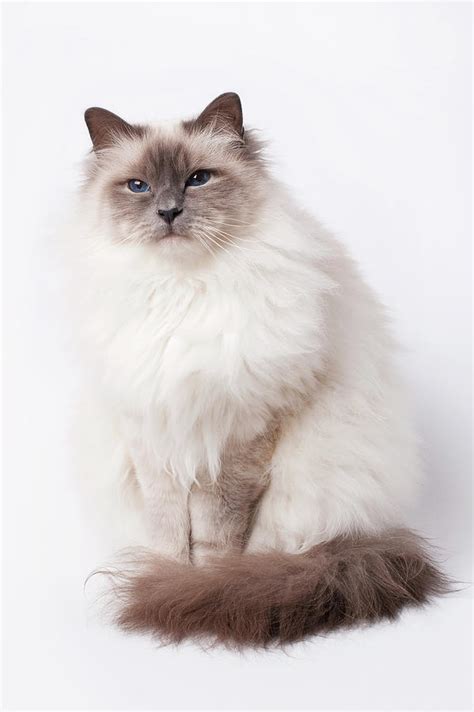 Sacred Birman Cat With Blue Eyes Photograph By Mariar