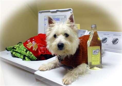 The Good Home Co. pet laundry detergent review and ...