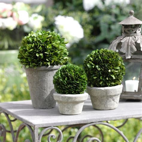 Boxwood Potted Ball Topiary
