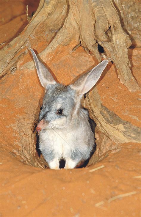 Ausztrália Bilby Kép Australian Native Animals Australia Animals