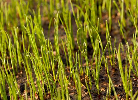 When is the right time of year to plant new grass seeds - Lawn and