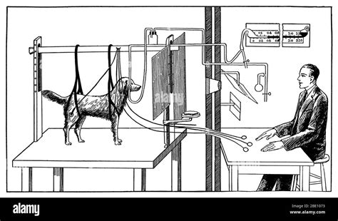 Diagram Illustrating Pavlovs Experiments On A Dog Ivan Petrovich