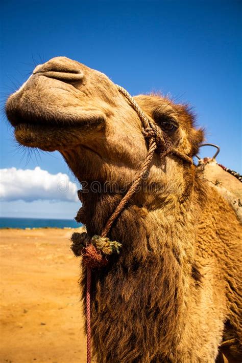 The middle east through northern india and the sahara desert. Dromedary Camels In Sahara, Morocco, Africa Stock Photo ...