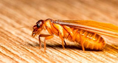 Flying Termites In Your House How To Identify Winged Termites