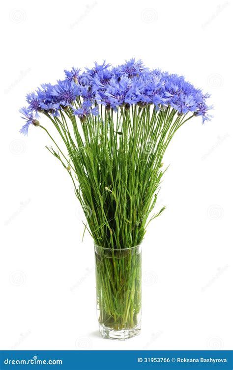 Cornflowers Bouquet Stock Photo Image Of Isolated Branch 31953766