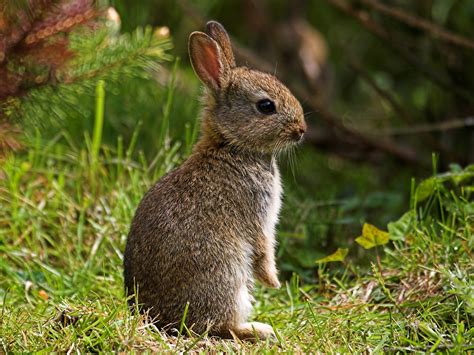 Baby English Wild Rabbit Young Wild Rabbit Photographed Flickr