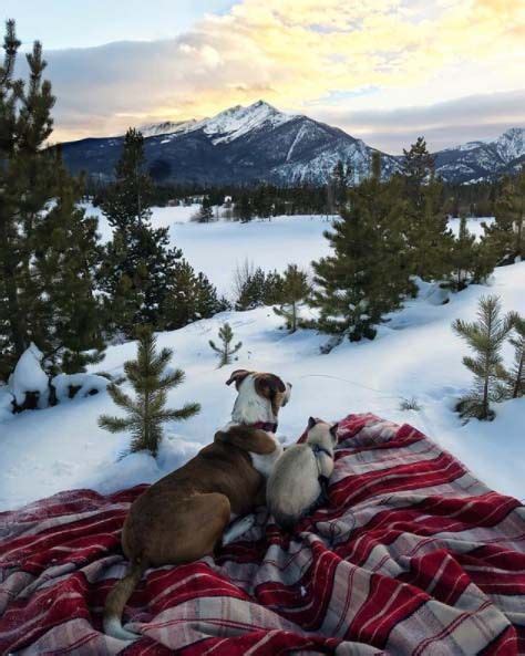 Meet Henry And Baloo The Cat And Dog Duo Hiking Through Life Dogs