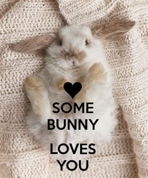 Bunny Love Quotes Quotesgram Some Bunny Loves You Animal Quotes Bunny