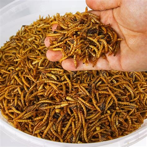 Premium Dried Mealworms Gardenersdream