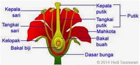 Lb jantan cenderung memiliki tubuh yang kecil sedangkan betina memiliki untuk lebih jelasnya silahkan lihat pada gambar saja. Pengertian, Ciri, dan Klasifikasi Kingdom Plantae ...