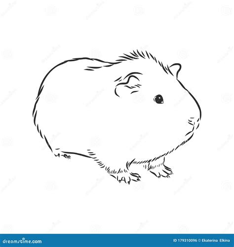 Cute Guinea Pig Pet Vector Sketch Illustration